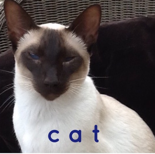 The-word-cat