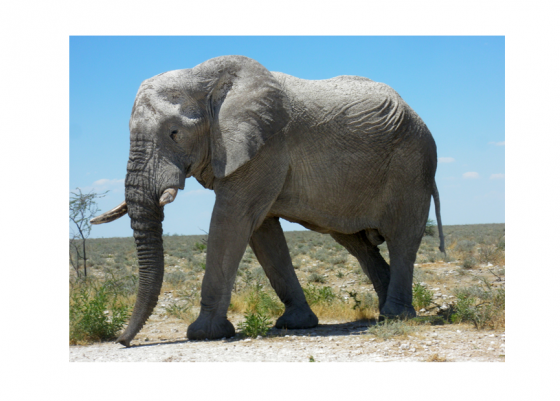 Big-Elephants-can-always-use-small-envelopes
